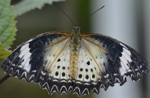 Cethosia cyane
